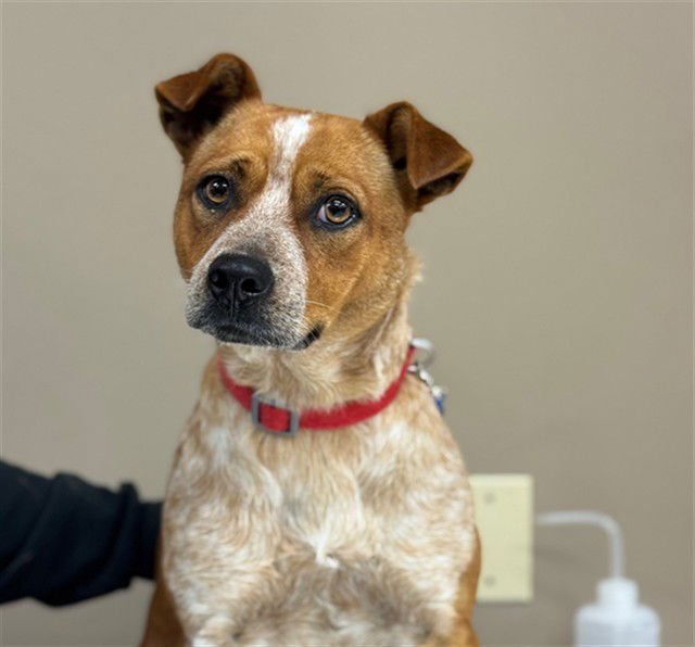 MAPLE - Australian Cattle Dog/Blue Heeler available for adoption