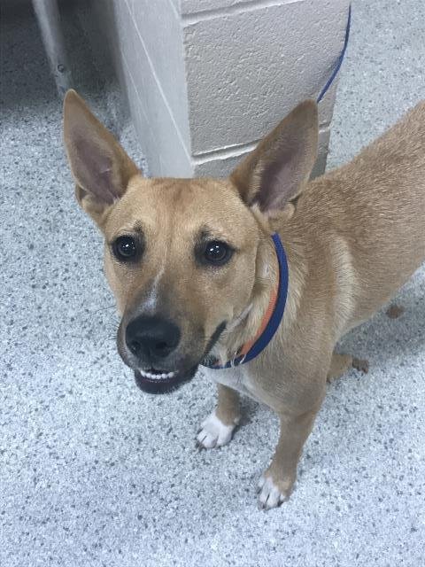 NUTMEG - Australian Cattle Dog/Blue Heeler / German Shepherd Dog available for adoption