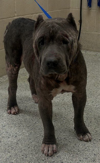 VELVET - American Pit Bull Terrier available for adoption