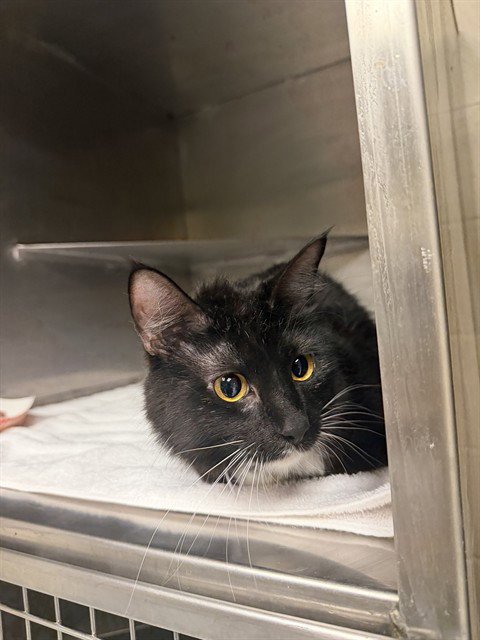 WHISKERS - Domestic Short Hair available for adoption