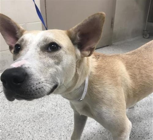 HENNA - Carolina Dog available for adoption