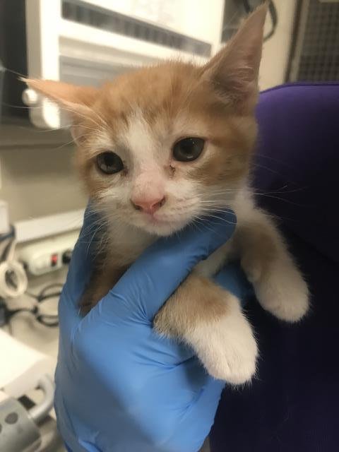 DANNY - Domestic Short Hair available for adoption