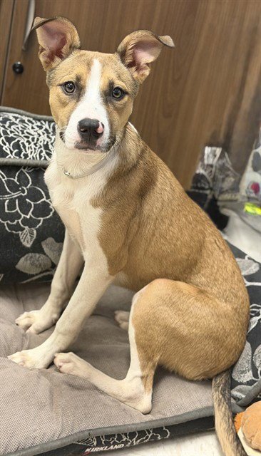 LANI Image