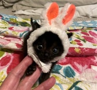 CHIQUITA - Photo 1