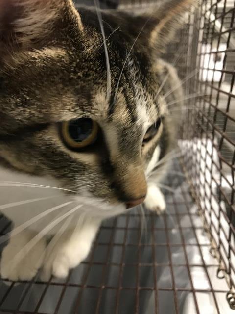 BABY - Domestic Short Hair available for adoption