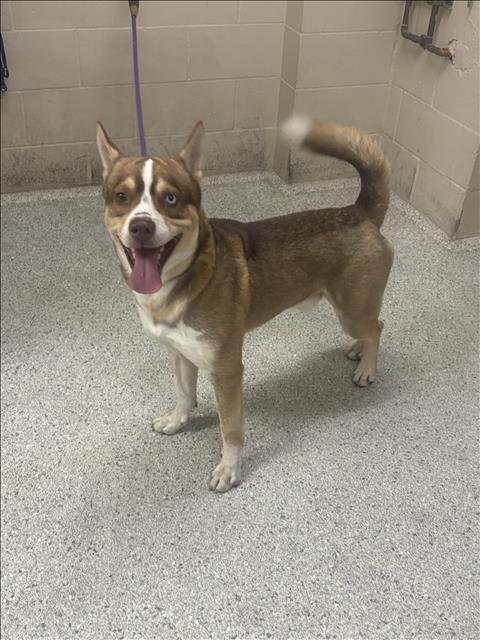 OSLO - Akita available for adoption