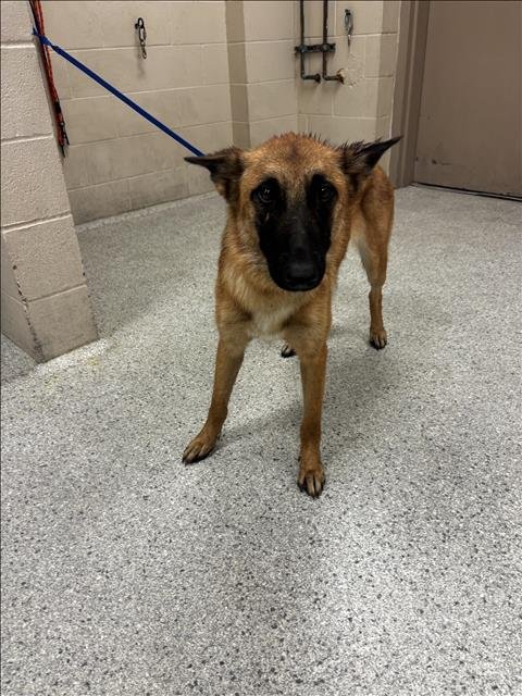 A427888 - Belgian Shepherd Malinois available for adoption