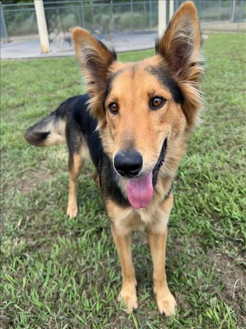 A429413 - German Shepherd Dog available for adoption