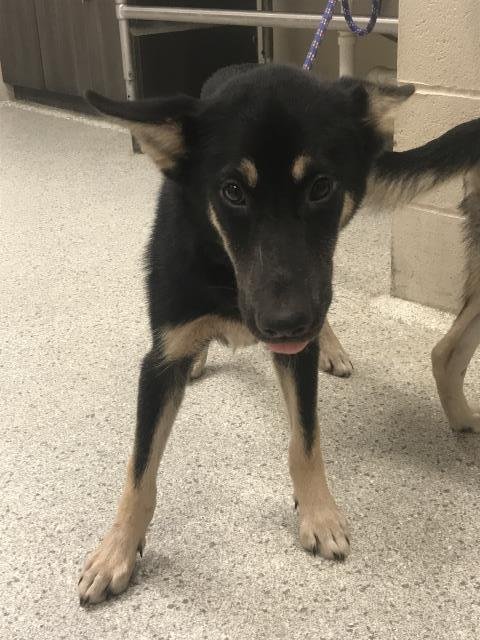 A429336 - German Shepherd Dog available for adoption