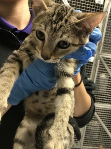 A425109 - Domestic Short Hair available for adoption