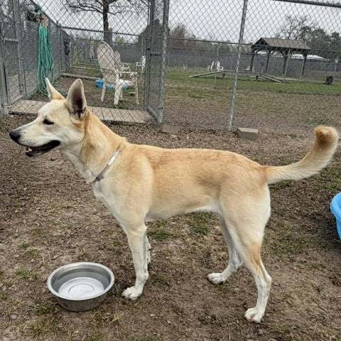 JESSIE - German Shepherd Dog available for adoption