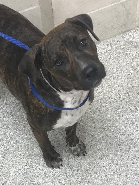 A429412 - Pit Bull Terrier available for adoption