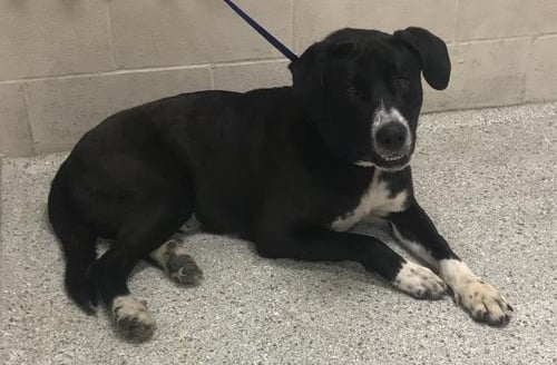 NOAH - Labrador Retriever available for adoption