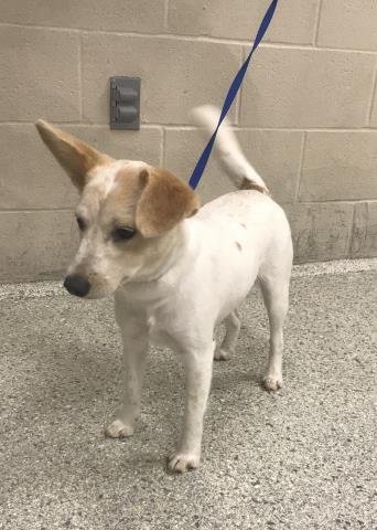 A428050 - Australian Cattle Dog/Blue Heeler available for adoption