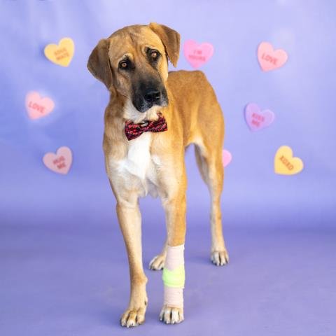 DOZER - Anatolian Shepherd available for adoption