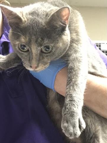 YOKIO - Domestic Short Hair available for adoption