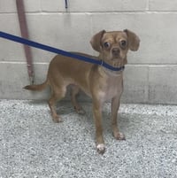 NILLA - Photo 1