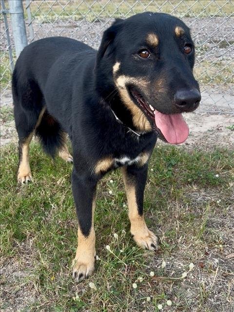ROBIN - German Shepherd Dog available for adoption