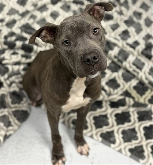 LIL MAMA - American Staffordshire Terrier available for adoption