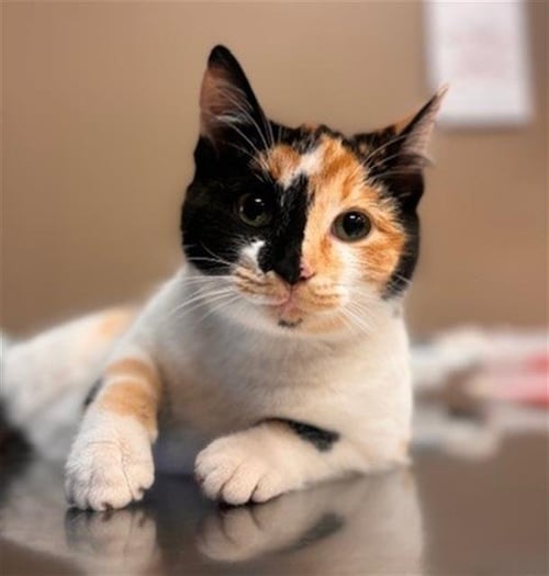 BONBON - Domestic Short Hair available for adoption