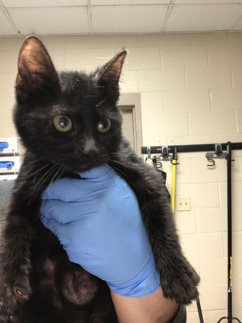 MARTY - Domestic Short Hair available for adoption