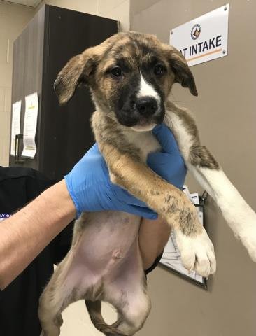 A424830 - German Shepherd Dog available for adoption