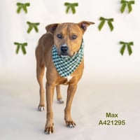 MAX - Photo 1