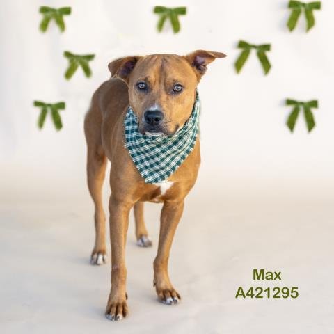 MAX - Pit Bull Terrier available for adoption