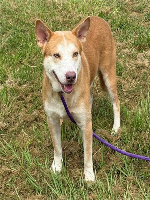 GARY - Siberian Husky available for adoption