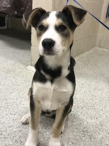 MERRICK - Labrador Retriever / Siberian Husky available for adoption