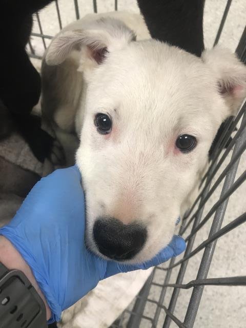 HENRY - Labrador Retriever available for adoption