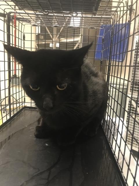 A429297 - Domestic Short Hair available for adoption