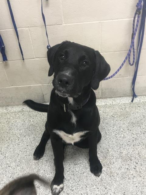 REGAL - Labrador Retriever / Belgian Shepherd Malinois available for adoption