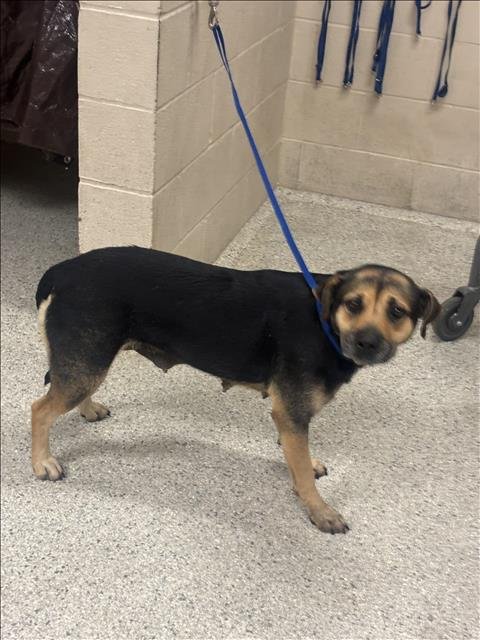 NORMA - Pit Bull Terrier available for adoption