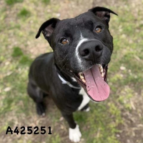MAGIC - Pit Bull Terrier available for adoption