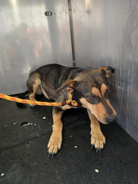 LUCY - German Shepherd Dog available for adoption