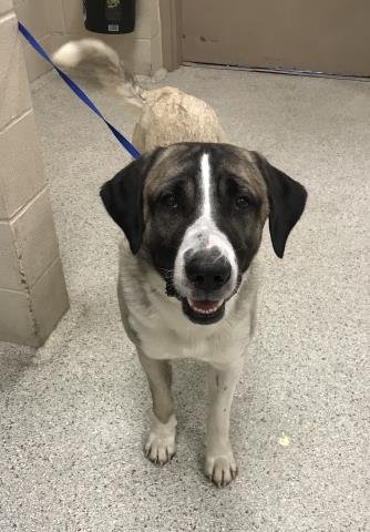 A424519 - Anatolian Shepherd available for adoption