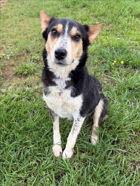 MAGS - German Shepherd Dog available for adoption