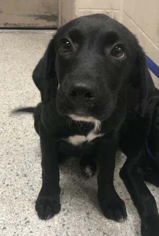 A429770 - Labrador Retriever available for adoption
