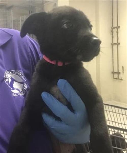 A429985 - Labrador Retriever available for adoption