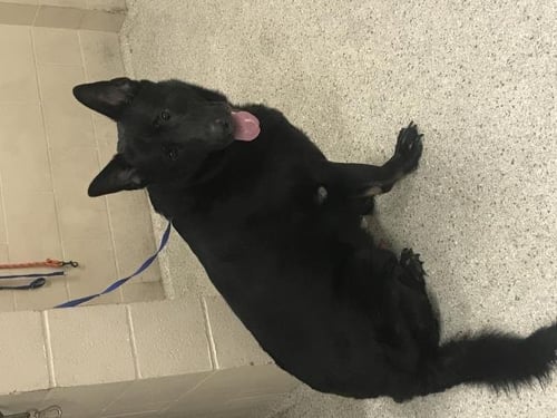 AMIGO - German Shepherd Dog available for adoption