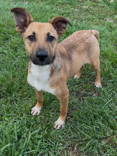 SILAS - Labrador Retriever available for adoption