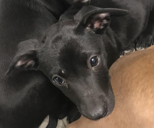 FERN - Pit Bull Terrier / Labrador Retriever available for adoption