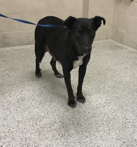 BETSIE - German Shepherd Dog available for adoption