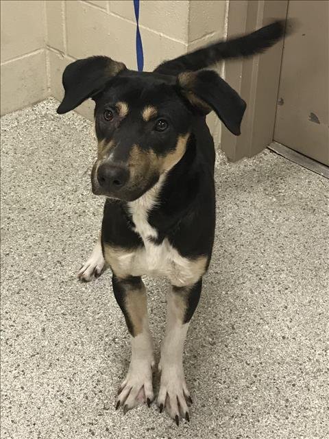 BILL - Labrador Retriever available for adoption