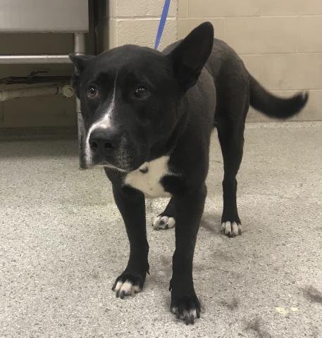 BATMAN - Labrador Retriever / American Staffordshire Terrier available for adoption