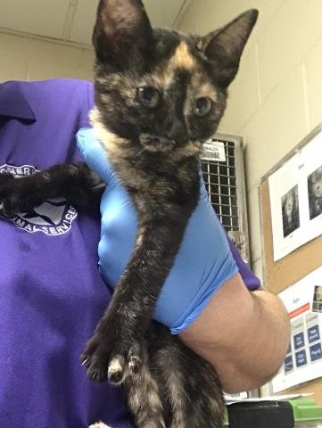 A425114 - Domestic Short Hair available for adoption