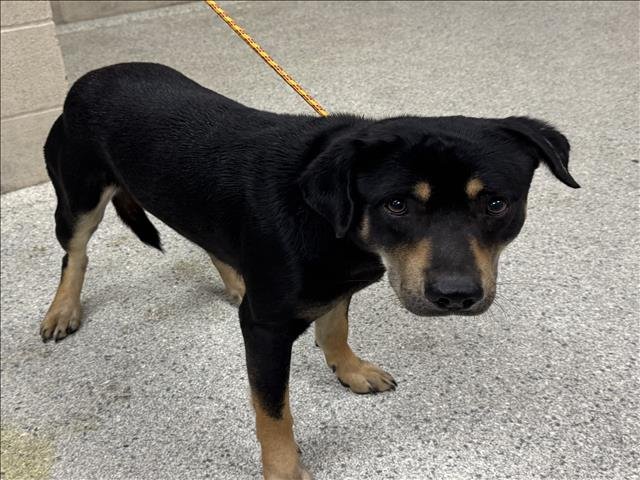 DANIEL - Black and Tan Coonhound available for adoption