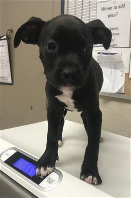 VADER - American Pit Bull Terrier available for adoption