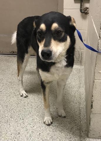 COCOA - Great Pyrenees / Husky available for adoption